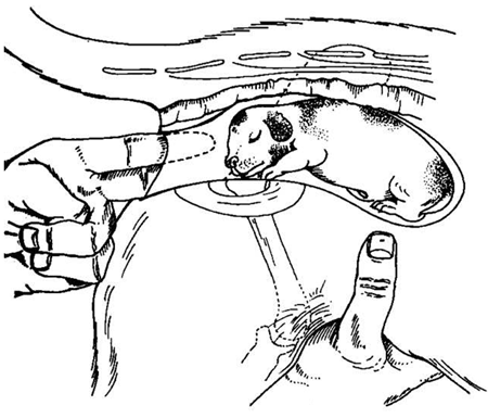 Figura 7