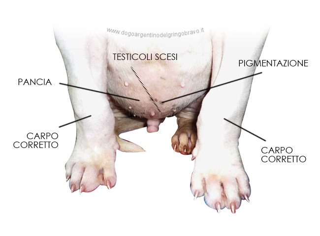 Posteriore Cucciolo Dogo Argentino