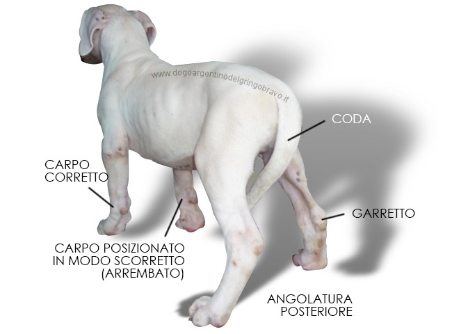 Posteriore Cucciolo Dogo Argentino