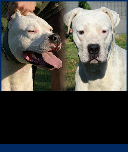 Cuccioli Dogo Argentino