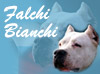 Falchi Bianchi