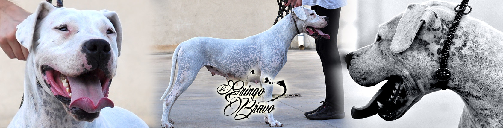 Dogo Argentino - Belen