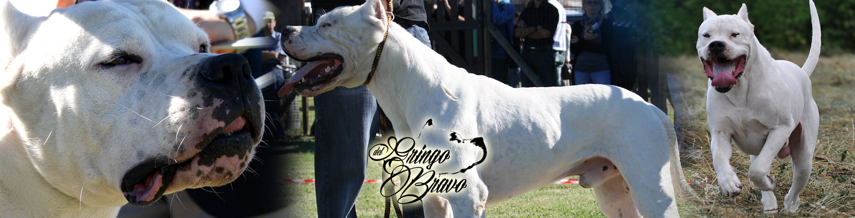 Dogo Argentino - Bimbo de Chiaromonte