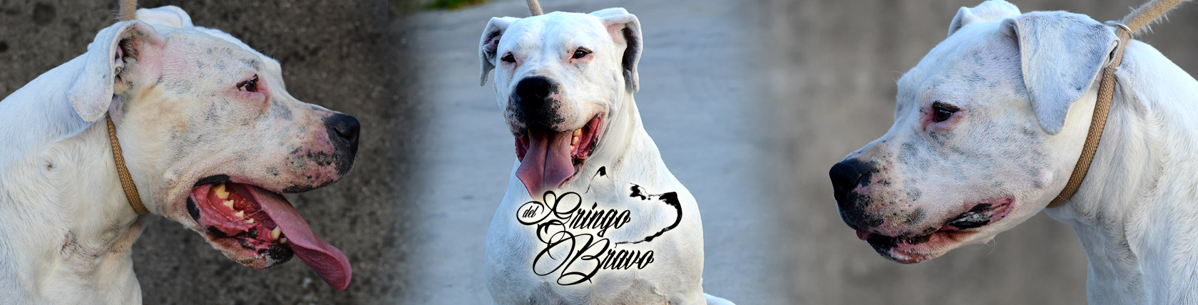 Dogo Argentino - Bolivia