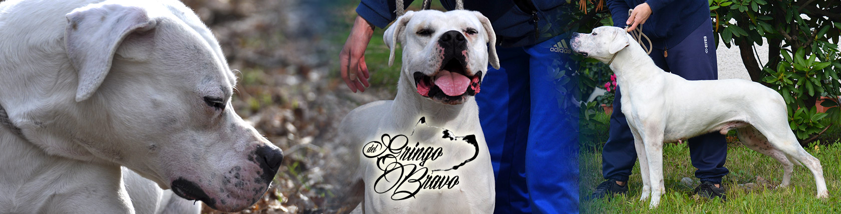 Dogo Argentino - CarlitoBrigante del Gringo Bravo