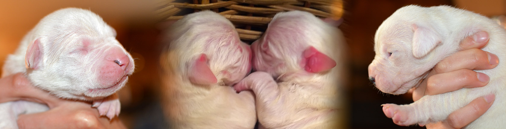 Cuccioli Dogo Argentino