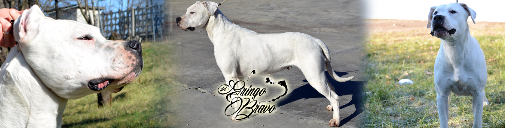 Dogo Argentino - DemiMoore del Gringo Bravo