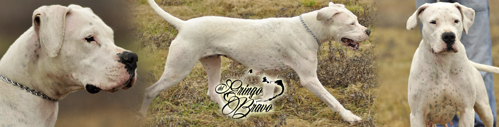 Dogo Argentino - Dolores