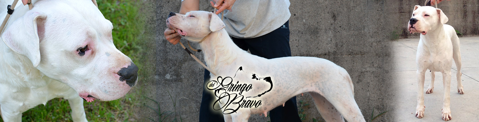 Dogo Argentino - Eloise del Peleador