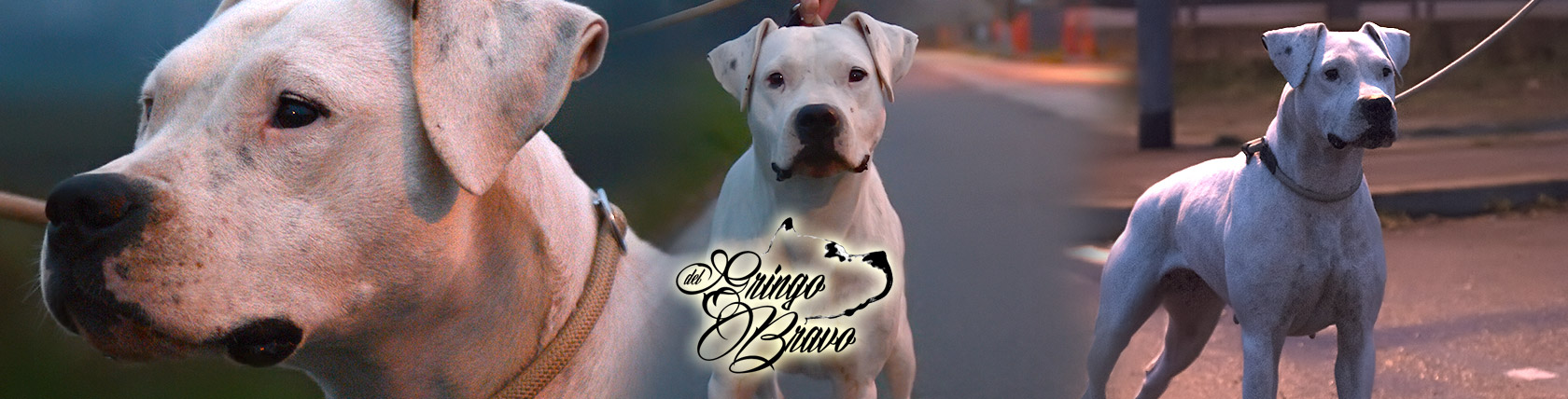 Dogo Argentino - Gipsy del Gringo Bravo
