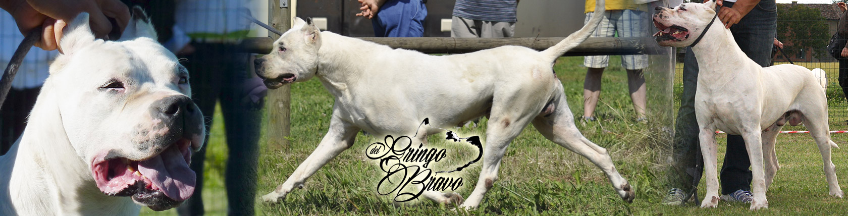 Dogo Argentino - Gringo del Picadero