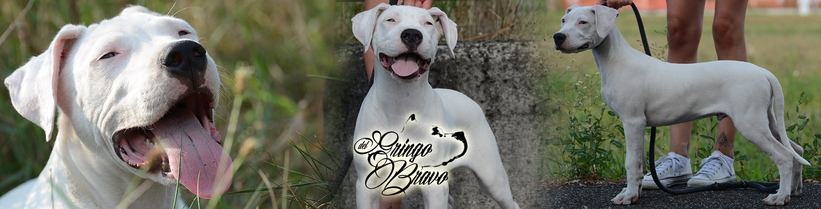 Dogo Argentino - Hispanico Gitano II Del Gitano Viejo