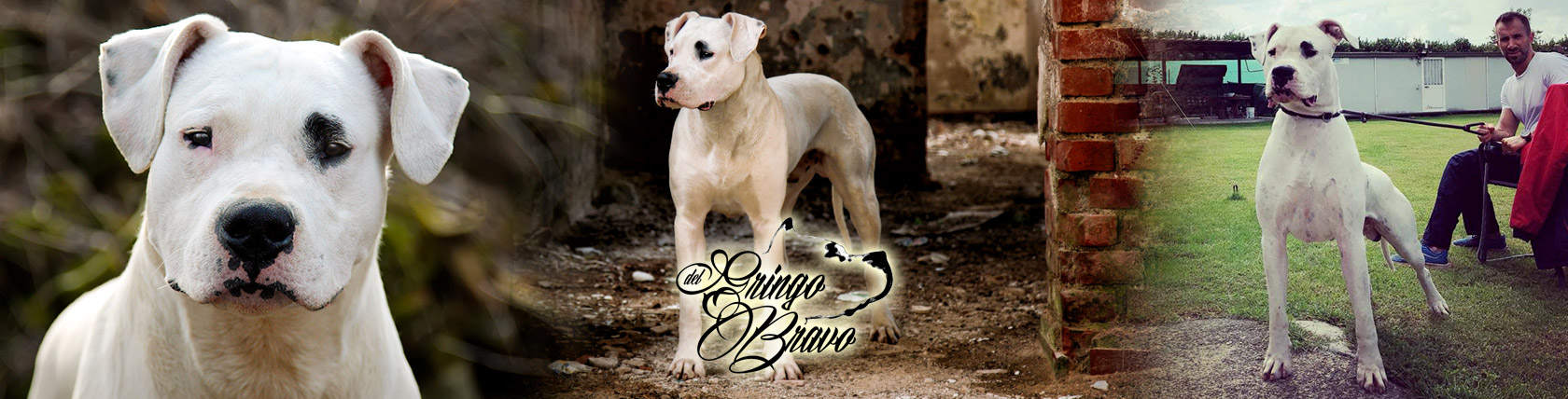 Dogo Argentino - Jason Bourne del Gringo Bravo