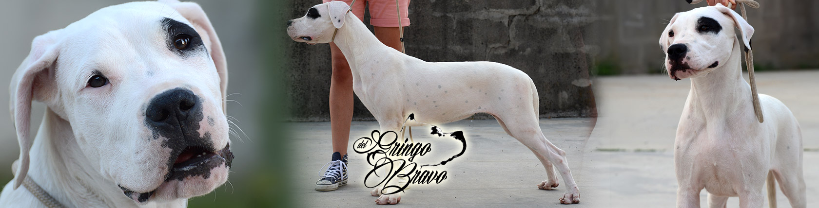 Dogo Argentino - Lancuyen Del Fiel Luchador Blanco
