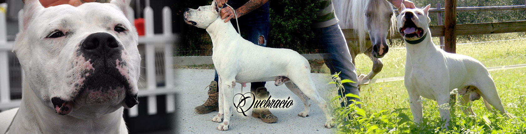 Quebracio