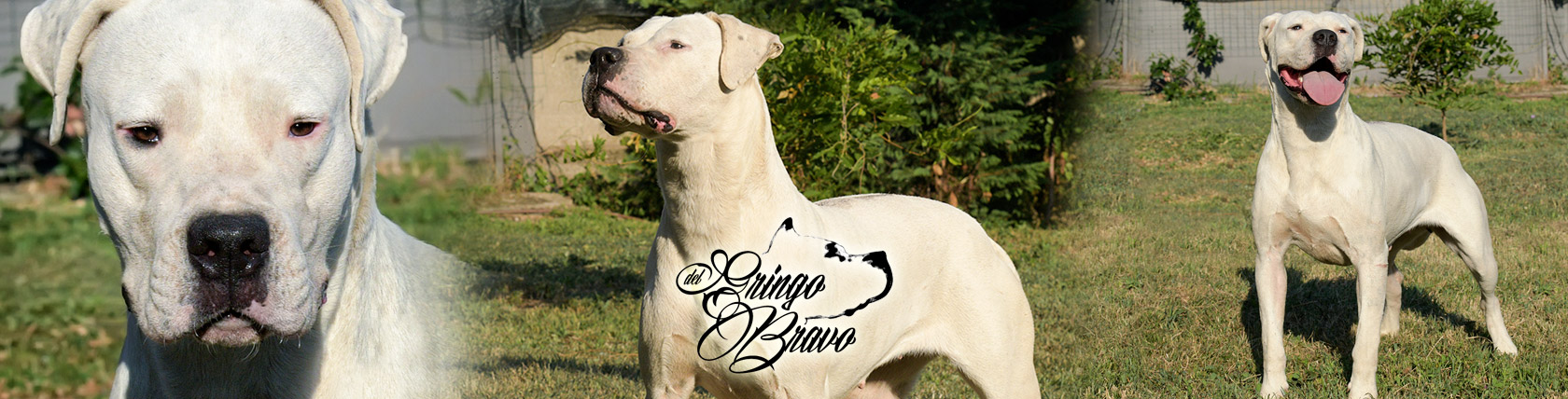 Dogo Argentino - Urania De El Polivalente