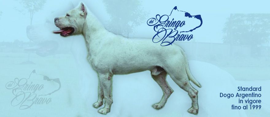 Standard Dogo Argentino in vigore fino al 1999
