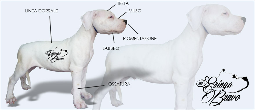 Come scegliere un Cucciolo di Dogo Argentino
