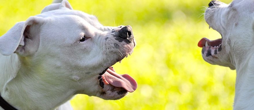 Educazione e Carattere del Dogo Argentino