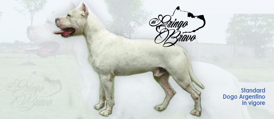 Standard Dogo Argentino in vigore