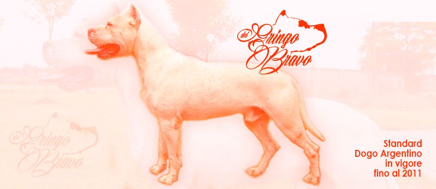 Standard Dogo Argentino in vigore fino al 2011